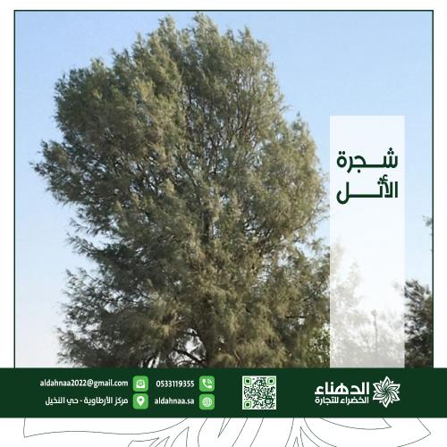 شجرة الأثل