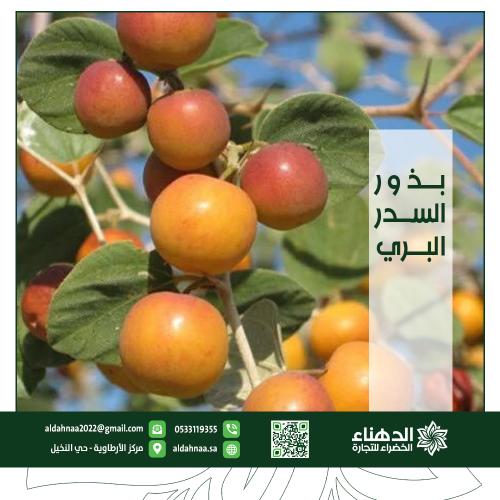 بذور السدر البري