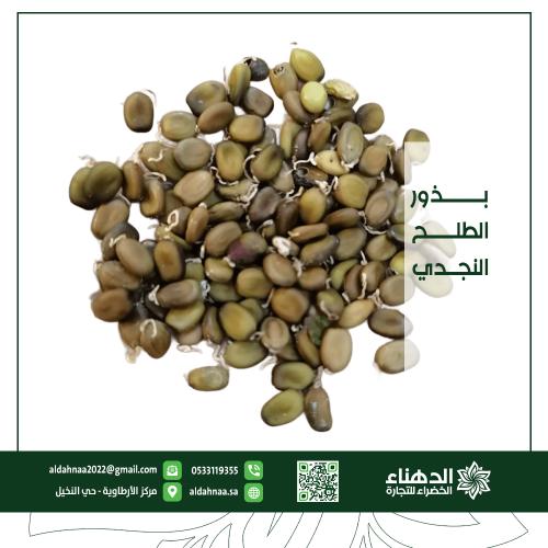 بذور الطلح النجدي