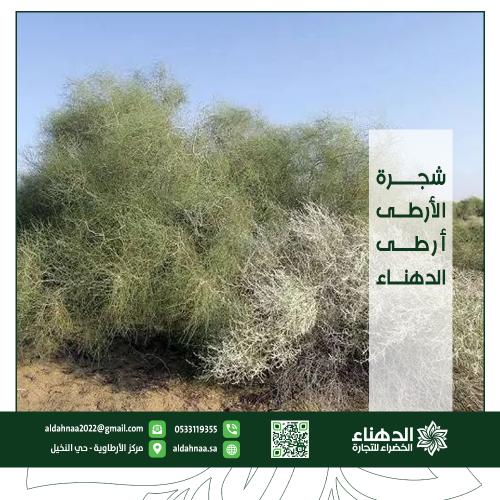 شجرة الأرطى (أرطى الدهناء)
