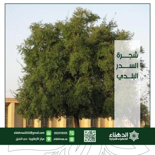 شجرة السدر البلدي