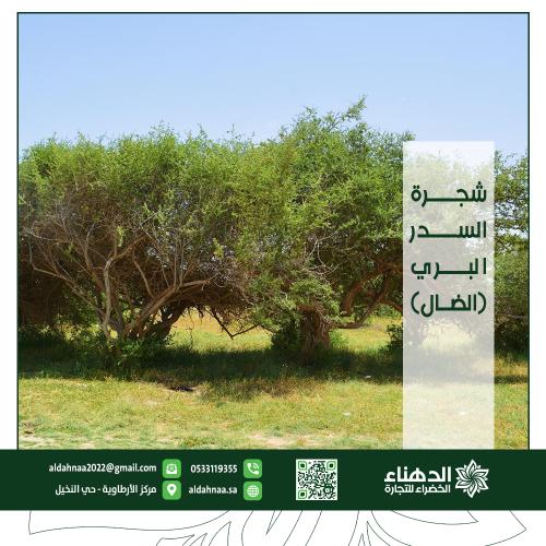 شجرة السدر البري (الضال)