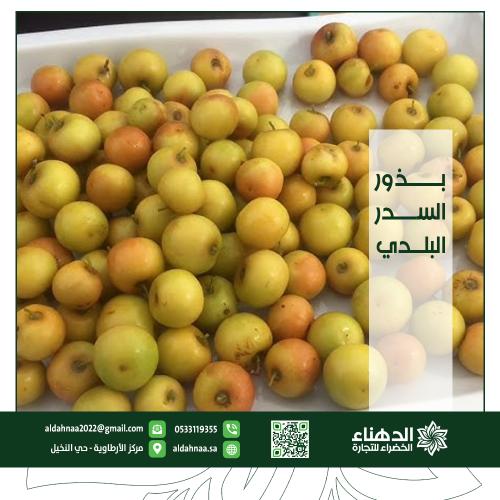 بذور السدر البلدي