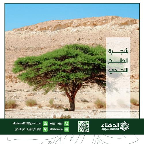 شجرة الطلح النجدي