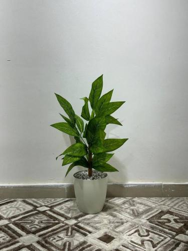 شجره صغيره
