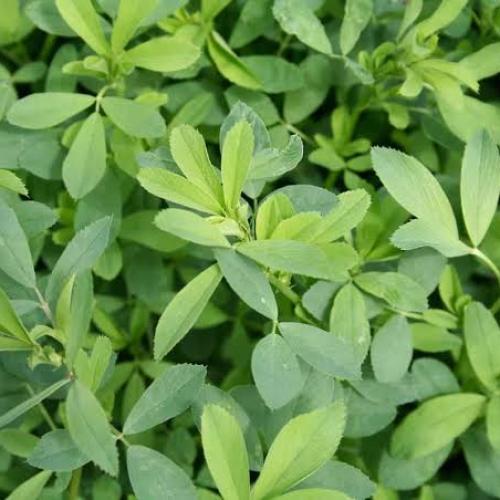 بذور البرسيم الحجازي