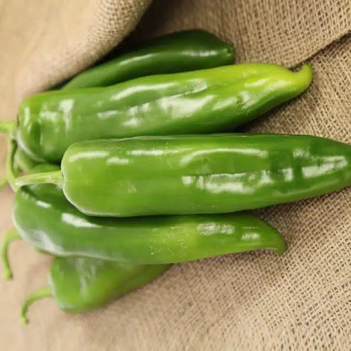 بذور فلفل الهايم طرشي أخضر