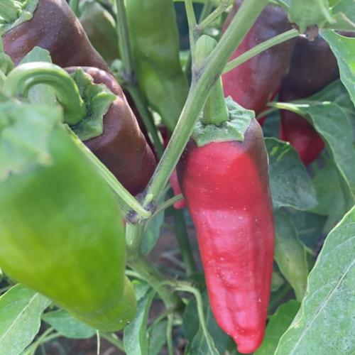 بذور فلفل شقراء جامبو