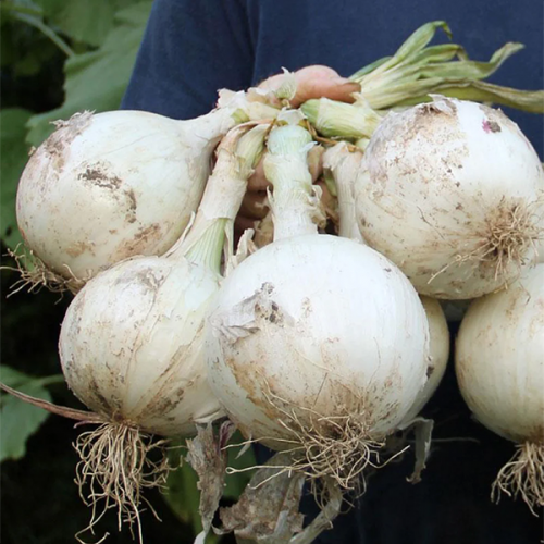 بذور بصل أبيض رينج ماستر