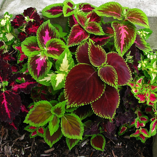 بذور نبات السجاد Coleus