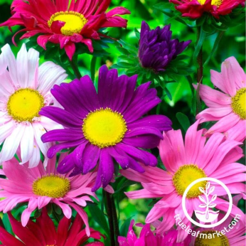 بذور زهور أستر ترميكس
