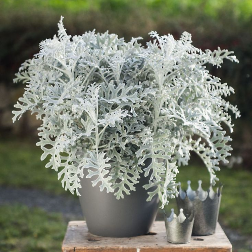 بذور سيناريا فضية - Senecio cineraria