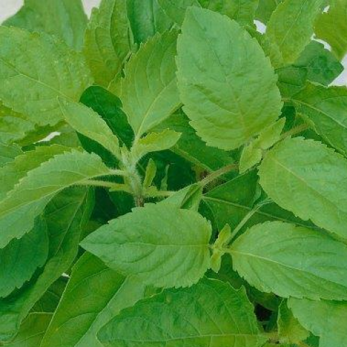 بذور الريحان بعطر القرنفل