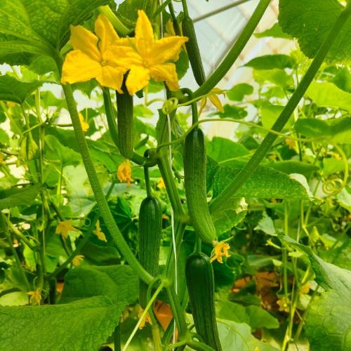 بذور خيار صامد هجين F1