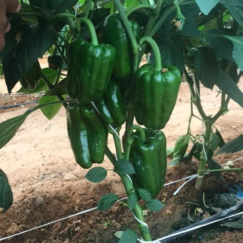 بذور فلفل تالا حلو اخضر هجين F1