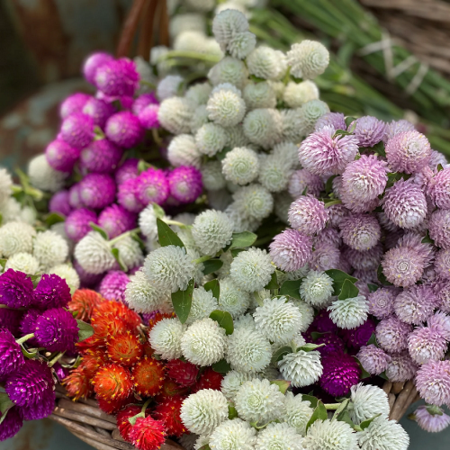 بذور زهور جومفرينا - ألوان متعددة