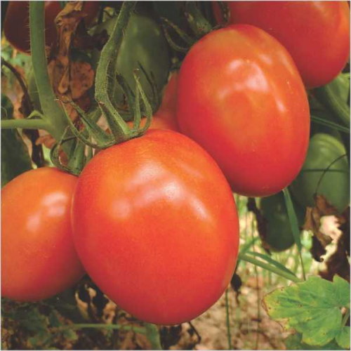 بذور طماطم أماني هجين F1