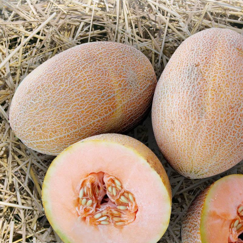 بذور شمام منى منجاوي هجين F1