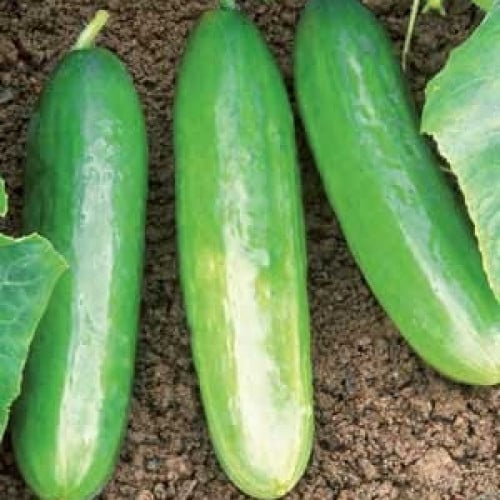 بذور الخيار بيتا