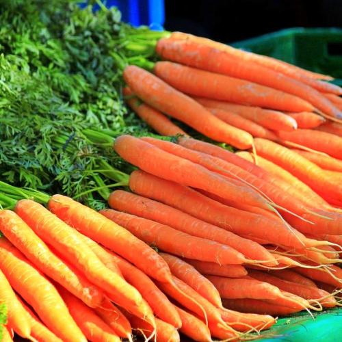 بذور جزر تندرسويت (الحلو)