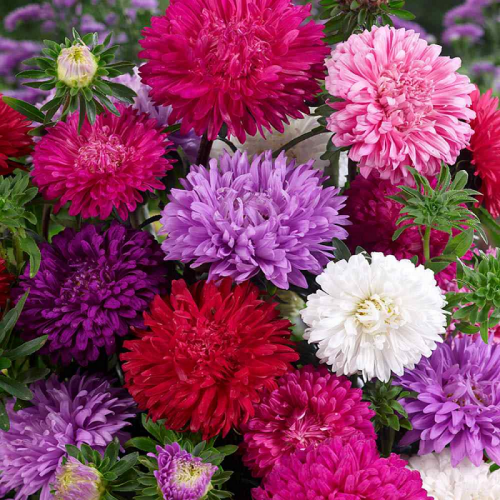 بذور زهور أستر دوقة - ألوان متعددة