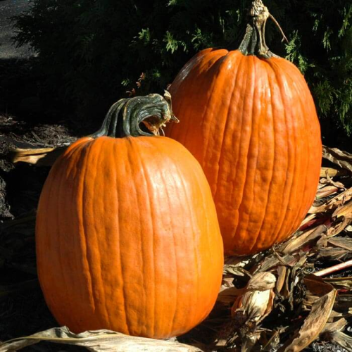 بذور قرع هارفست جاك هجين F1