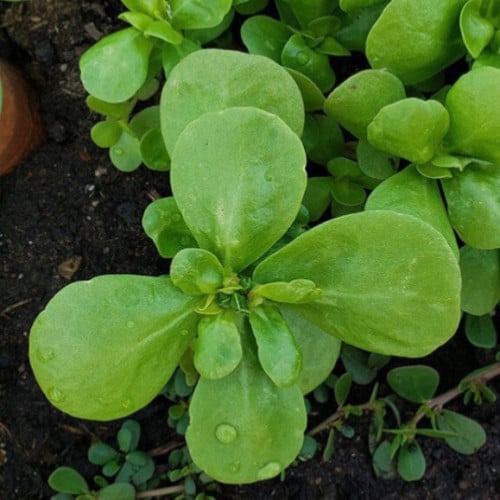 بذور الرجلة