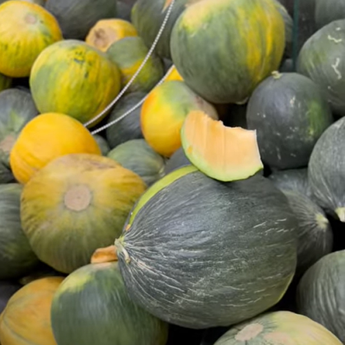 بذور شمام كساب