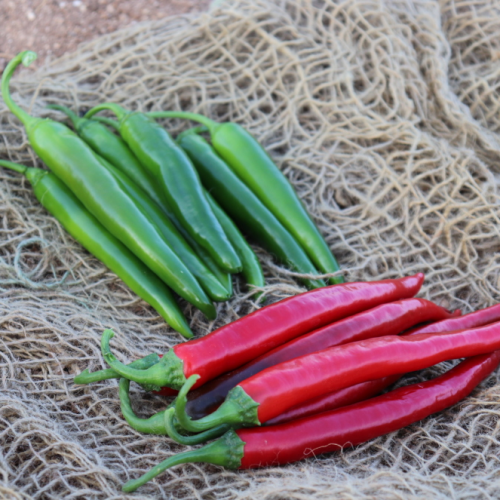 بذور فلفل رمح هجين F1