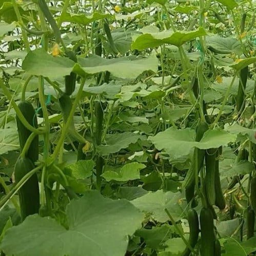 بذور خيار الفارس هجين F1