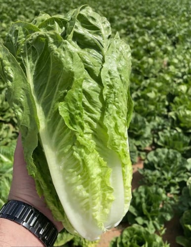 بذور خس هجين F1