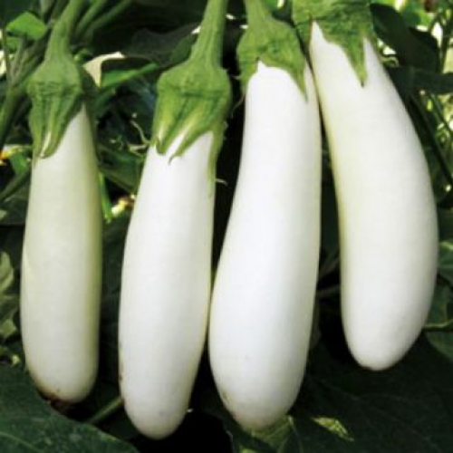 باذنجان سنو وايت هجين F1