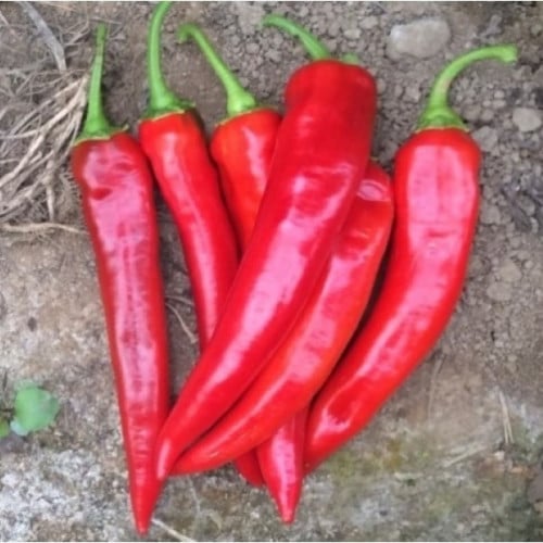 بذور فلفل شاكير حار هجين F1