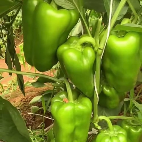 بذور فلفل حلو أخضر هجين F1