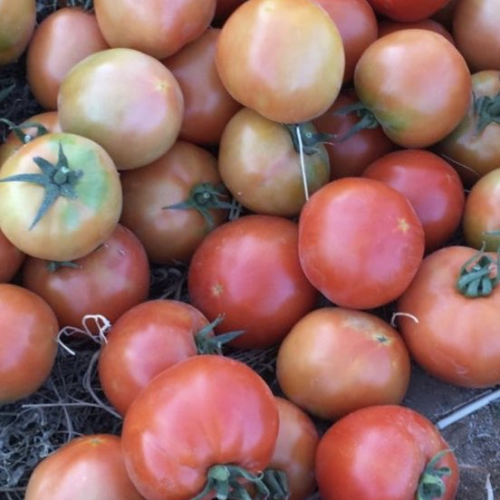 بذور طماطم عرين هجين F1