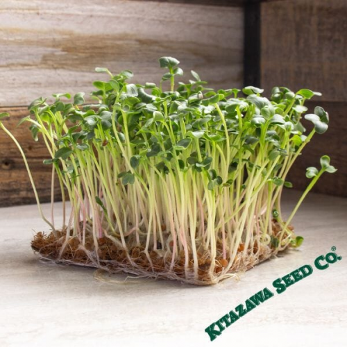 بذور فجل مايكروجرين دايكون مينوواسي