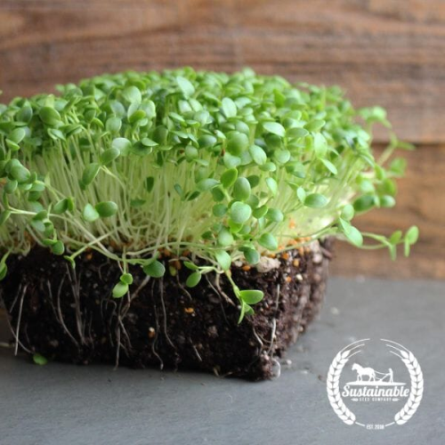 بذور البرسيم القرمزي مايكروجرين