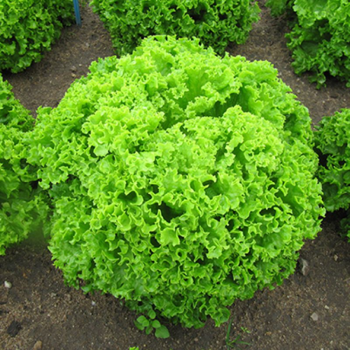 بذور خس لولو بيوندا موناري