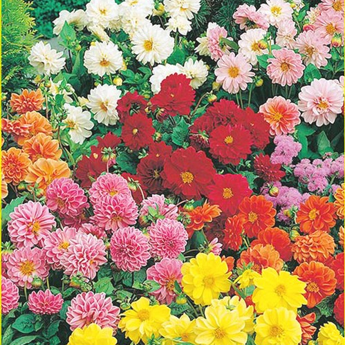 بذور زهور داليا فيجارو - ألوان متعددة