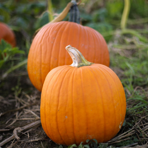 بذور قرع هودن