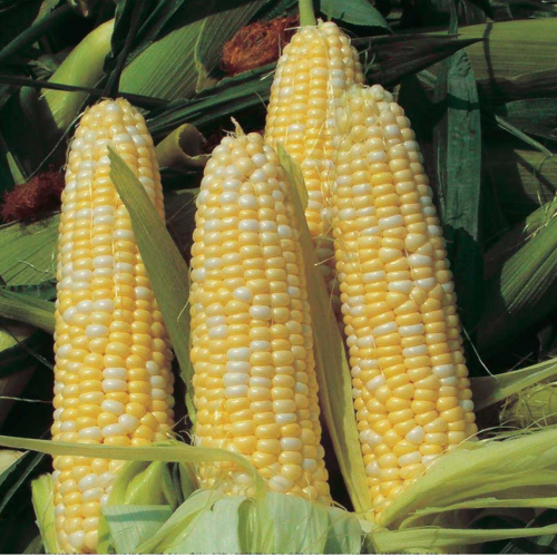 بذور ذرة كريمي هجين F1 - Corn