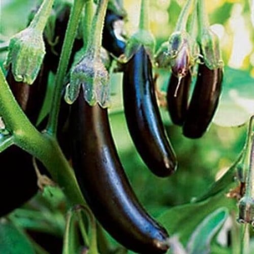 بذور باذنجان أسود طويل