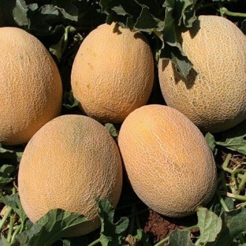 بذور شمام الأناناس هجين F1