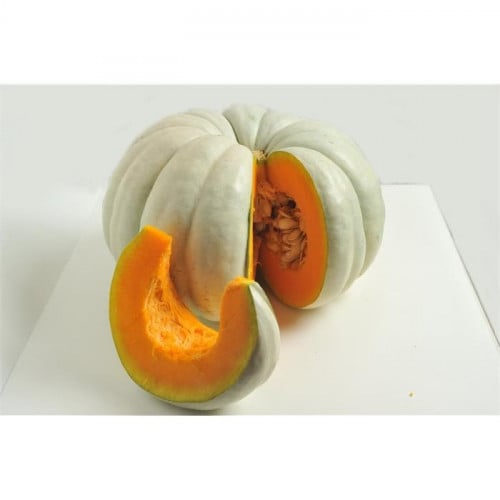 بذور قرع تونتينت رمادي