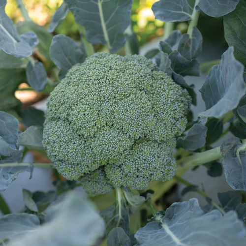 بذور بروكلي كاستل هجين F1