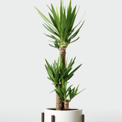 بذور اليوكا الأزرق