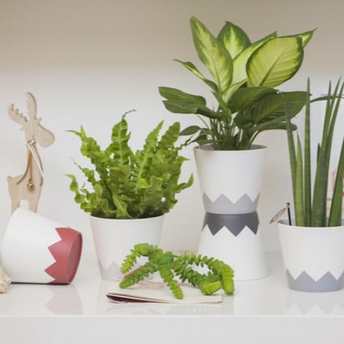 اصيص الزهور