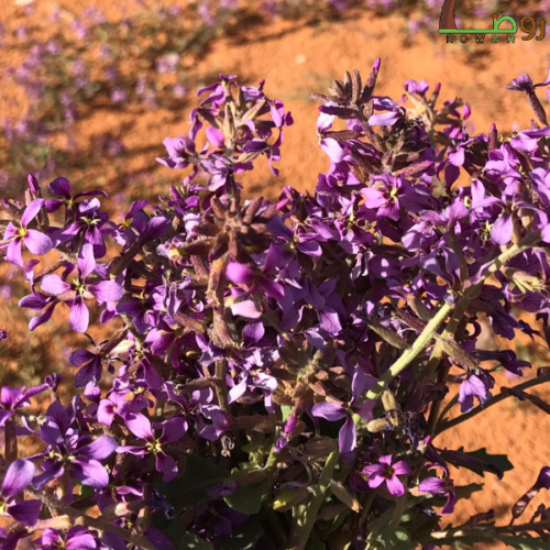 بذور اللافندر (الخزامى) البري