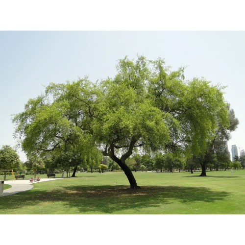 بذور شجرة السدر البلدي