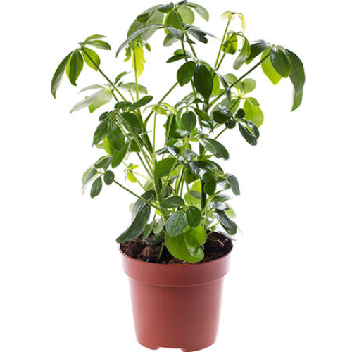 بذور شجرة شيفليرا القزمة